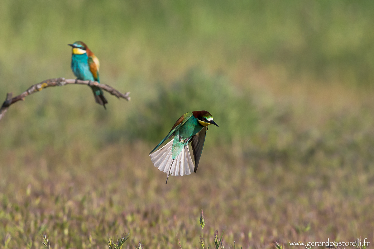 Bee eater 33